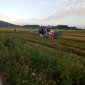 Tích cực tăng cường công tác chỉ đạo thu hoạch lúa vụ mùa và các hoạt động lĩnh vực nông nghiệp trên địa bàn xã